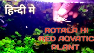 how to plant rotala in aquarium rotala rotundifolia hi red rotala red plant [upl. by Naveb290]