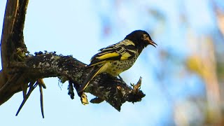 Regent Honeyeater video from Highfields Falls [upl. by Rentsch598]