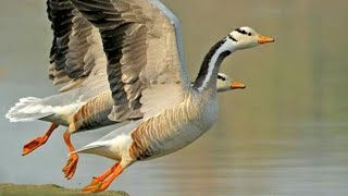 Bar Headed Goose  High Pitch  Call [upl. by Remle718]