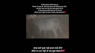 Gau mata ki sevaviralvideo video sports trending ગૌ સેવા ગ્રૂપ એજ સમાધિ વાળા ગ્રૂપ નિરાધાર ની [upl. by Kirima]