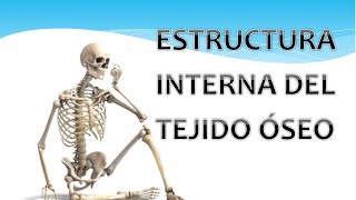 Estructura interna del tejido óseo [upl. by Telocin]