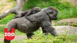 Extremely Rare Twin Baby Gorillas Born In Dutch Zoo [upl. by Annaeed]