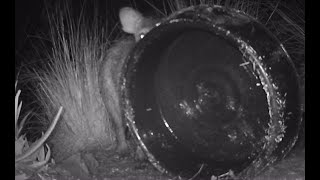 73124 Comical javelinas turn over water bowls [upl. by Barret]