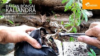 REVIEW DAN PERAWATAN BAHAN BONSAI KALIANDRA CALLIANDRA CALOTHYRSUS  TAKSAKA BONSAI [upl. by Nollie]