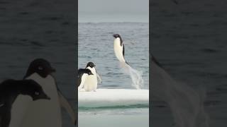 Penguin jump into the water green water penguin [upl. by Squires]