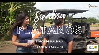 🍌 SECRETOS del cultivo del PLÁTANO y los cuidados de la PLATANERA 🍌 [upl. by Esertap]