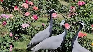 Flowers and Demoiselle crane in happy mood flowergarden flowerbeauty [upl. by Cherilyn608]