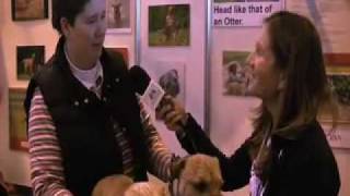 Crufts 2009 Discover Dogs  Border Terrier [upl. by Nahraf27]