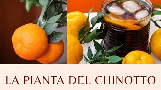 La pianta del Chinotto  Agrumi Lenzi [upl. by Nah381]