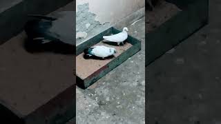 1 new madrasi joda  madrasi pigeon ka naya joda pigeon pijeon kabootar kboter birds kabutar [upl. by Aicatsanna]