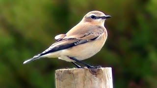 Wheatear at Pendeen  Wildlife in Cornwall  Traquet Motteaux [upl. by Friedly]