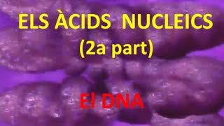 Àcids nucleics 2a part DNA [upl. by Atul]