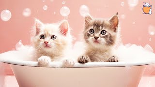 RELAXING CAT MUSIC and kittens  Sleep Music For Cats  Sleepy Cat [upl. by Oiuqise]