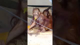 The Amazing Twin Orangutan Babies shorts [upl. by Weissmann964]