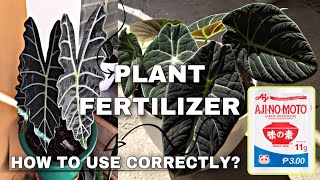 VETSINMSG AJINOMOTO AS PLANT FERTILIZER  HOW TO USE CORRECTLY [upl. by Sternberg]