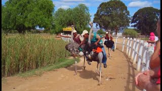 Ostrich Races in Oudtshoorn Western Cape South Africa [upl. by Ruffi]