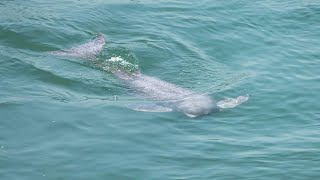 Live Critically endangered Yangtze finless porpoise family welcomes new member [upl. by Orteip]