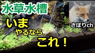 水草水槽！今はこれですね！？ ミニグロッソ [upl. by Maitilde]