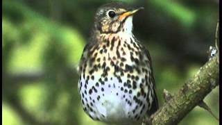 Les Oiseaux de Corrèze N°1 les oiseaux familiers [upl. by Amorette]