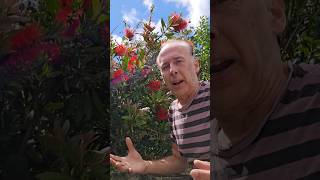 Bottlebrush callistemon shrubs ediblegarden herbs explore adventure permaculture gardening [upl. by Anirual699]