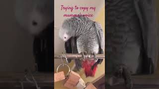 Trying to copy mummys voice shorts shortvideo trendingshorts youtubeshorts parrottalkies [upl. by Koran]