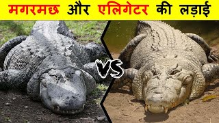 ALLIGATOR VS CROCODILE में क्या अंतर है  ALLIGATOR VS CROCODILE में कौन जीतेगा [upl. by Adivad786]