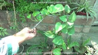 How to Grow Money Plant From Cutting  Money Plant Ki Kalam Kese Lgaty Hain by Izhar Ahmad [upl. by Gladdie959]