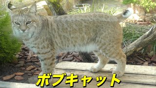 【ネコ】ボブキャットの生態〜アメリカ大陸に最も生息するネコ科の動物（オオヤマネコ）〜 [upl. by Ariada]