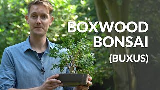 Boxwood Bonsai care Buxus [upl. by Nowujalo]