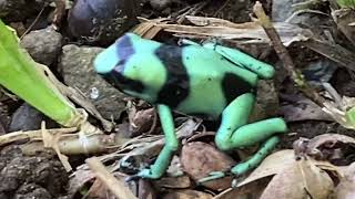 Dendrobates auratus rana venenosa verdinegra green black poison dart frog [upl. by Hcir844]