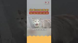 đàn mèo hoang xinh đẹp sống trên chiếc chiếu nhỏ cutecat [upl. by Einahpad]