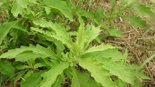 Dysphania ambrosioides Chenopodium ambrosioides wormseed Jesuits tea Mexicanteaepazote [upl. by Arykat]