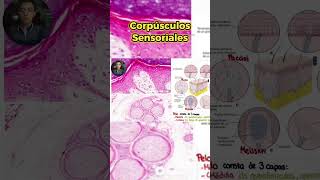 Explorando los Corpúsculos sensoriales y su Función 👋🔍 [upl. by Strenta]