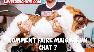 Comment faire maigrir un gros chat  Partie 1 sur 2 [upl. by Annailuj]