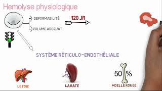 Comprendre lanémie hémolytique en 10 min [upl. by Eetse4]