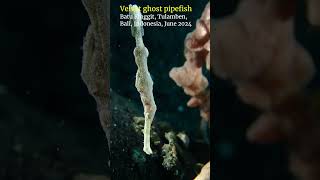 Velvet ghost pipefish tulamben bali scubadiving [upl. by Ecilegna]