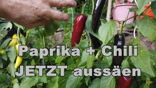 CHILI und Paprika im JANUAR aussäen Endlich geht es wieder los [upl. by Sivart]