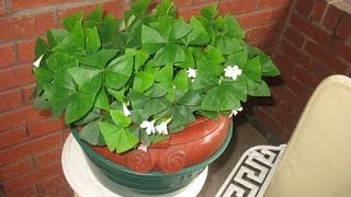 How to transplant a Shamrock Plant [upl. by Idonah130]