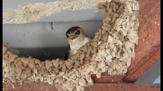 Inside the Red Rumped Swallows Nest A Masterclass in Construction [upl. by Everick]