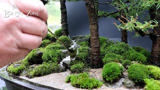 My Larch Forest Show Prep The Bonsai Zone Oct 2023 [upl. by Narruc]