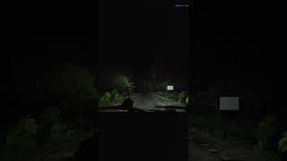 Night Drive In Jim Corbett National Park । Jim Corbett Tiger Reserve। Monsoon Jungle Drive [upl. by Anitnerolf]