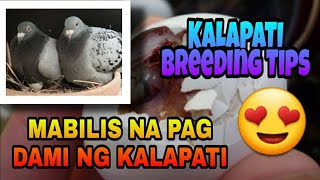 TIPS PARA SA MABILIS NA PAG ITLOG NG KALAPATI  KALAPATI BREEDING TIPS [upl. by Milla]