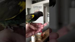 My husband the bird whisperer 😆 birds rescue parrot meyers beaker [upl. by Nanek]