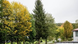 Auf der Suche nach dem schönsten Christbaum für den Frankfurter Weihnachtsmarkt [upl. by Yro]