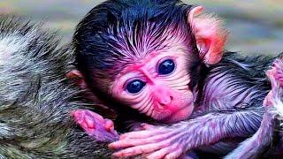 Cutiest Baby Monkey happy with his new life [upl. by Kessia]