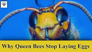 Decoding the Mystery Why Queen Bees Stop Laying Eggs [upl. by Chee936]