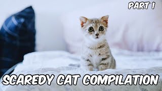 Scaredy Cat Compilation Part 1 [upl. by Glen]