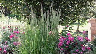 Feather Reed Grass Calamagrostis acutiflora [upl. by Rory]