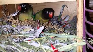 Inside A Lovebird Nest Box [upl. by Sato514]