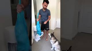 Sapphie the pomsky assigns chores part 3 [upl. by Socrates]